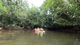 Mangrove Discovery  Sungei Khatib Bongsu Organised by PassionWave Sembawang [upl. by Marylin]