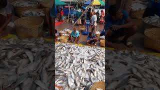 Salted dried hilsa ইলিশ short viralshorts youtubeshorts viralvideo aromaticsr [upl. by Larcher]