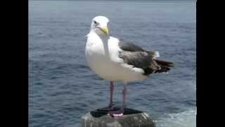 RELAX OR STUDY WITH NATURE SOUNDS Waves and Gulls  1 hour [upl. by Eiblehs756]