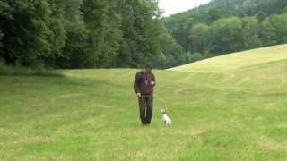 Hundeerziehung Dogtraining Leinenführung [upl. by Mirella709]