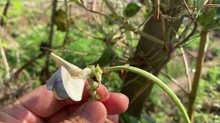 The flowers of this Beans are very beautiful [upl. by Isnan]