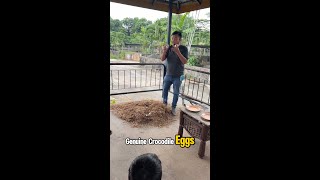 Crocodile Farm TourMOV [upl. by Greenleaf814]