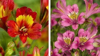 How to Plant Alstroemeria Peruvian Lily Summer Garden Guide [upl. by Scheider]