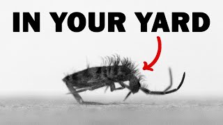 The Extremely Fast Animals in Your Yard  Springtails [upl. by Albric]