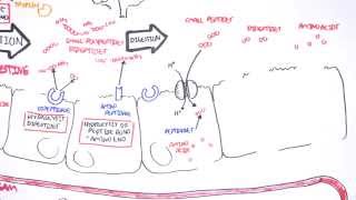 Protein Quality  Animal v Plant PDCAAS DIAAS [upl. by Annaoi788]