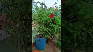 Avaravar Vazhkaiyil nature garden flowers family relationship love [upl. by Northrop]