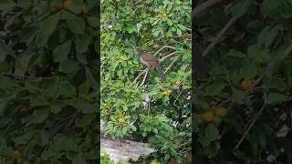 Hoje um casal de Aracuãescamoso Ortalis squamata veio visitar a árvore de Araçáamarelo [upl. by Airan]