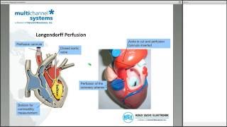 Epicardial Mapping from Isolated Organs Webinar Recording 3pm [upl. by Klara]