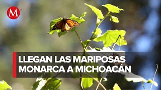 Abren al público los santuarios de mariposa monarca en Michoacán [upl. by Marillin]