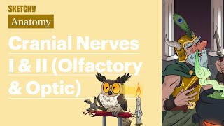 Cranial Nerve I and II Anatomy  USMLE Step 1  Sketchy Medical [upl. by Kirred]