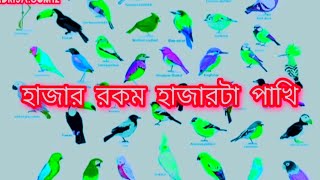 হাজার রকম হাজারটা পাখি 🐦 বাংলা কার্টুন গল্প Pakhi siyal kaker golpo শিয়াল কাকের গল্প [upl. by Ethelda]