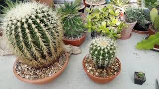 Growth rates of golden barrel cactus [upl. by Ernaline344]