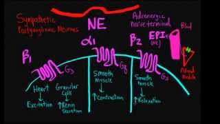 Schneid Guide to Adrenergic Junctions [upl. by Amandie]