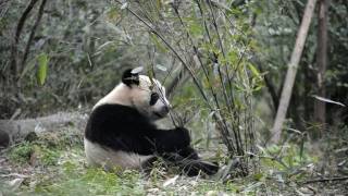 Deux pandas chinois bientôt prêtés à un zoo français [upl. by Anaylil]