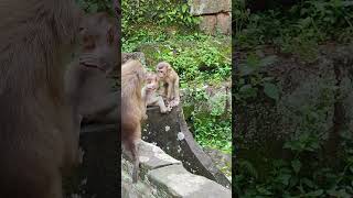 Love All monkeysmall nice🐒 🙂 💐Dp5 shorts animals viral shortsvideo youtubeshorts monkeys [upl. by Letniuq]