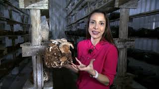 shorts Como Cultivar o Cogumelo Shiitake Vídeo Chamada cogumelo shiitake shitake shimeji [upl. by Hoes903]