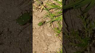 Ferocious little Green Tiger Beetle on the path [upl. by Previdi]