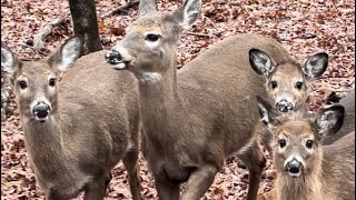 Deer Friends Having a Snack Poconos PA [upl. by Bret]