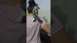 🐈Cat climbing on back to eat dosa🐈😂cat catlovers [upl. by Eninnej]