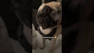 Dogs Vs Fart 🤪🤣 funny fart pranks viralshort humor youtubeshorts [upl. by Teragram]