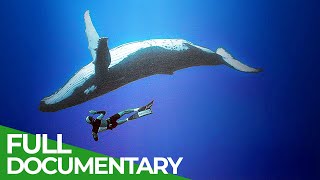 Our Oceans  Unlocking the Secrets of the Underwater  Free Documentary Nature [upl. by Suiravat]