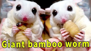 Explosive Juicy Delicious Giant Bamboo Worm 【Mr Lis sugar glider L】 [upl. by Bowers]