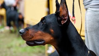 Train Your Doberman Pinscher for Nose Work Scent Exploration Mastery [upl. by Eigram]