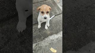 Trickster voice dog funny videos trickster trendingshorts cutepuppies vsomvlog doglover viral [upl. by Asined]