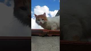 beauty cat cat kitten catvideos cute funny animals shorts [upl. by Mundford]