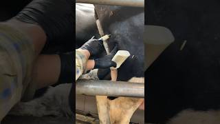 injection of an antibiotic to treat mastitis animals cow milking mastitis [upl. by Dove]