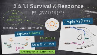 EASY REVISION AQA ALevel Biology 3611 Survival amp Response [upl. by Ayekan290]