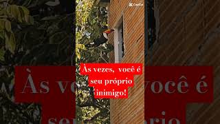 Tucano versus quottucanoquot acheodiferente shorts animals cat pets [upl. by Ailemac]