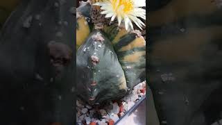 Astrophytum myriostigma variegated plants cactus [upl. by Corney]