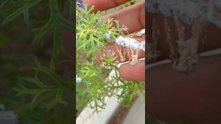 Mealybugs treatment  how to remove mealybugs shorts mealybug mealybugs gardening garden [upl. by Nesline]