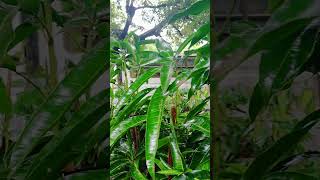 🥭 See Comment  Growing a quotGraftedquot Mango Tree offers Numerous Advantages over Planting from Seeds [upl. by Rotman494]