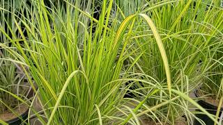 Calamagrostis El Dorado Feather Reed Grass  Easy to Grow Beautiful Golden Striped Grass [upl. by Nally310]