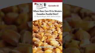 🌽Where does corn fit in Western Canadian feedlot diets feedlot corn [upl. by Erlina]