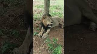 Vandalur lion and deer Safari  vandalur Zoo🦁🦌 Lionsafari lion vandalurzoo zone [upl. by Dubois]