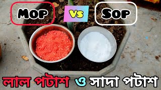 Sulphate of Potash Npk 0 0 50 Vs Muriate of Potash potassium chloride  লাল পটাশ ও সাদা পটাশ [upl. by Larual996]