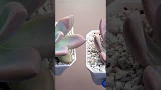 Graptoveria Opalina suculents suculentas succulent plants shortvideo cactus sucus shotrs [upl. by Naillij48]