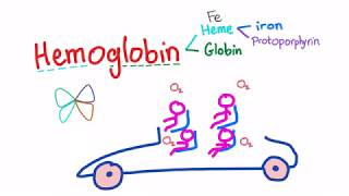 Hemoglobin Structure Whats In Your Red Blood Cell [upl. by Eduardo]