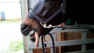 Funniest horse behavior Lip smacking good [upl. by Aihsyla]