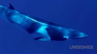 Minke Whale Call May Be Mysterious Mariana Trench Noise  Video [upl. by Hew997]