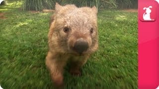 Bindi amp Robert Irwin feature  Wombat Kato Growing Up Wild [upl. by Riay]