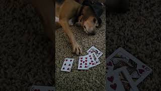 Aint No Hold Em arfAdoptRescueFoster adopt dog adoptdontshop [upl. by Eanerb]