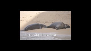 4day old Monk Seal  Kaiwis Children [upl. by Aitnuahs291]