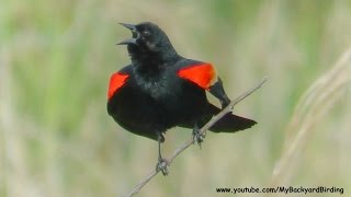 Red Winged Blackbird Song and Territorial Display [upl. by Anayet]