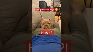 Fart Prank On Dogs 😂 fartprank dogs shorts viralvideo [upl. by Orr]