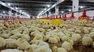 Poultry Control Farm  Broiler control farm  Broiler Poultry control Shed [upl. by Oidacra]