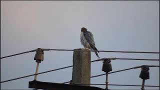 Red Necked Falcon [upl. by Ylrebmit]